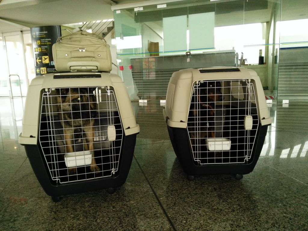 transporte de perros aeropuerto